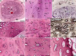 Feel free to use for study purposes. Histology Of Compact Bone In Birds Download Scientific Diagram