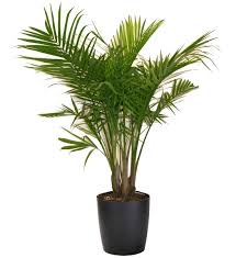 Air plants are small indoor house plants that get most of their nutrition from the air and require very little water. Most Popular Houseplants Costa Farms