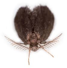 Image result for Psyche casta