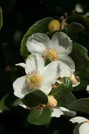 Image result for Cunoniaceae