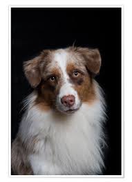 Arph's mission is to rescue australian shepherds and place them into loving, caring, and permanent homes, and to educate the public about all aspects of owning an australian shepherd. Heidi Bollich Australian Shepherd 3 Poster Online Bestellen Posterlounge De