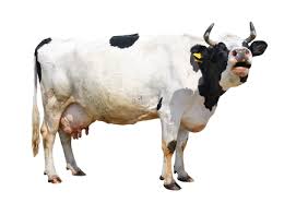 Image result for panda ant