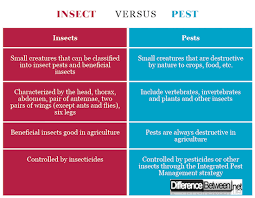 Difference Between Pest And Insect Difference Between