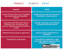 difference between pest and insect difference between