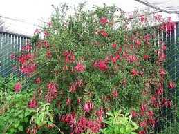 Image result for Cantua