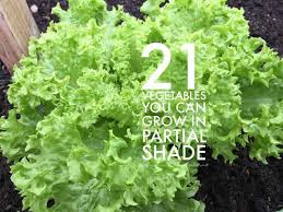 21 Vegetables That Can Grow In Partial Shade Gardening Channel