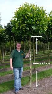 Juglans Regia Broadview Gemeine Walnuss Broadview Edelnuss Broadview Gunstig Kaufen Hochstammchen Kugelbaum Platane Baum