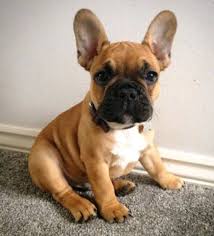 Fransiz Bulldog Yavru French Bulldog Puppies Cute Dogs Cute Baby Animals
