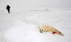 Baby Harp Seal Pup On Ice Of The White Sea Ecotourism In Arctic Stock Photo By C Zanskar 42736471