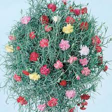 Hanging Basket Carnation Clove Drops Dianthus X Caryophyllus Narrow Blue Green Leaves And Single To Double Wh Fragrant Plant Carnation Flower Flower Seeds