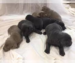 What makes coldwater kennel a unique iowa dog breeder is that we welcome anyone who would like to visit our facility whether they are considering purchasing a puppy with us or not. Puppyfinder Com Labrador Retriever Puppies Puppies For Sale Near Me In Iowa Usa Page 1 Displays 50