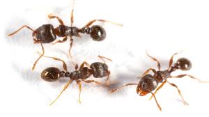 Does the use of ultrasonic pest control devices have any side effects? Ants