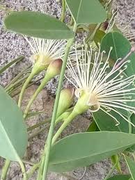 Image result for Maerua