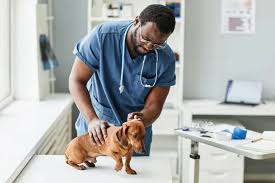 Why Veterinary Hospitals Are Trusted Partners For Pet Owners