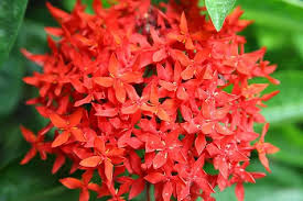 Image result for Ixora praetermissa