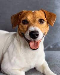 our jacks family nashi 3 lyubimchika mikki veselyj a devchenki sereznye podpisyvajtes na nas mikki mira jrt chtoby vsegd jack russell banana jack corgi