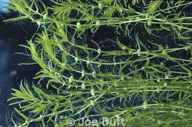 Image result for Najadaceae