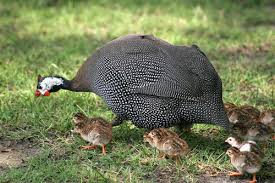 They can be very hard to find but it's imperative that you find them! Guinea Fowl Chicks Kadaknath Chicken Eggs Wholesaler From Nagercoil