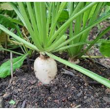Manfaat lobak putih selanjutnya adalah untuk mencegah resiko penyakit kanker. Buy Lobak Putih Radish Biji Benih Edisi Malaysia Sesuai Iklim Seetracker Malaysia