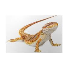 Share dragon wallpaper hd 1080p with your friends. Bearded Dragon Pogona Vitticeps On A White Background Poster Pixers We Live To Change