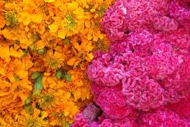 La mayoría de las flores de cempasúchil son anuales, es decir, que nacen y solo viven una temporada. Cempasuchil Flor Importada De China India Y Estados Unidos Desinformemonos