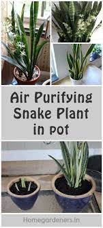 How To Care For Air Purifying Snake Plant In Pots Snake Plant Plants Snake Plant Care