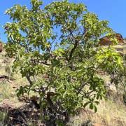 Image result for Ozoroa