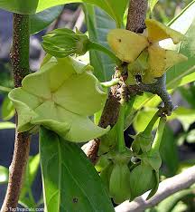 Image result for Artabotrys