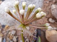 I hope it will help you. Wildflowers Of Arizona