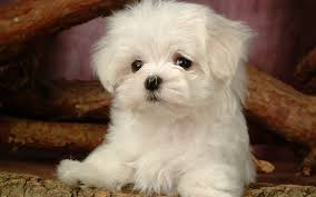 Fluffy Maltese Puppy Dogs White Maltese Puppies Wallpapers 1920 1200 No 12 Wallpaper Maltese Puppy Baby Dogs Cute Puppies