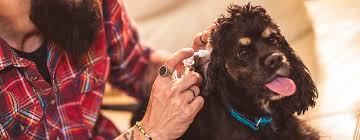 How often should you clean your dog's ears. How To Clean A Dog S Ears A Handy Guide Purina
