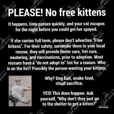 Black People Love Cats Too!