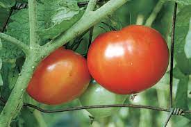 Are the large beefsteak tomatoes my local vegetable stand sells any different from ordinary summer tomatoes? How To Grow Beefsteak Tomatoes Finegardening