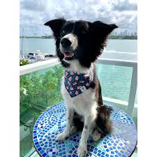 With fashionable dog bandanas to up and coming accessories such as name tags, collars, harnesses, leashes and toys, your dog is guaranteed to make heads turn. Suns Out Slip On Dog Bandana Paw Appeal
