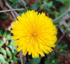 Image result for Hypochaeris radicata