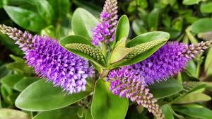 Image result for shrubby veronica hebe
