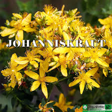 So wirkt johanniskraut auf die gesundheit. Johanniskraut Fur Haut Und Seele Flora Apotheke Hannover