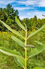 Milkweed Growing Guide How To Grow Asclepias Gardener S Path Milkweed Garden Milkweed Plant Milkweed