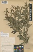 Image result for Eriosema psoraleoides