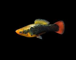 Image result for Platycaulos