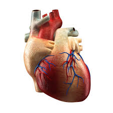 Another heart beating in its pericardium. Real Heart Isolated On White Human Anatomy Model Stock Illustration Illustration Of Backgrounds Male 30057865