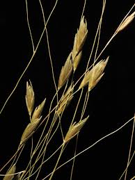 Image result for Orthoclada