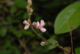 Image result for Grona ramosissima