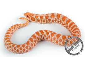 Check spelling or type a new query. Western Hognose Morphs Ectotherm Empire