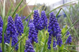All of the bulb plants bloom in the spring and some begin earlier. Grape Muscari Irish Flower And Its In Season Irish Flower Irish Garden Muscari