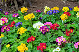 Image result for Primula