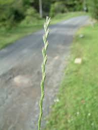 Image result for Lolium