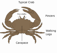 Learn useful animal body parts with different types of animals and animals images. Different Types Of Crab With Pictures Owlcation