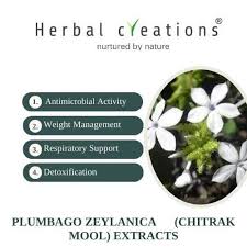 Image result for Plumbago zeylanica