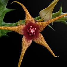 Image result for Orbea caudata
